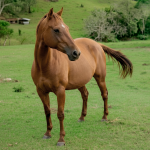 LOTE 015 - LUANA GRACE DEE