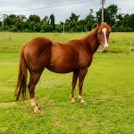 LOTE 011 - AKIRA LITTLE BOY (2x1 P+ HILIGHT GUN)