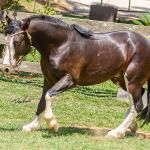 LOTE -100 - JA VINTÉM (Venda de Coberturas)