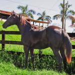 LOTE 005 - DOC S METALIC BAR TZ