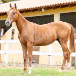 LOTE 010 - METALLIC BLUE JEANS