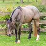 LOTE 006 - ROSA NEGRA DE SANTA CARMELITA