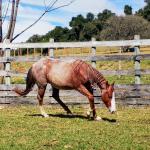 LOTE 006 - REYCIS GUNNER WHIZ
