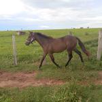 LOTE 006 - BELLA BULLET DOCTOR