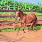 LOTE 017 - JACK FLYER