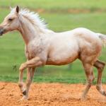 LOTE 006 - SHINE TO GUN WSR