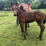 LOTE 021 - NOME A ESCOLHER (LENA DUAL HICK LCDP)