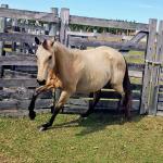 LOTE 009 - CRISTAL SMART CHEX