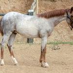 LOTE 017 - TIME WHIZ HOLLY CAT