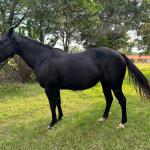 LOTE 002 - NOITE CASH (EMBRIÃO À SER EVETIVADO COM GARANHÃO - DARK SAN PINE - Reg: P195494 - QM - PO)