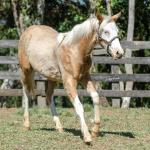 LOTE 014 - BLUE EYES FACE GUN