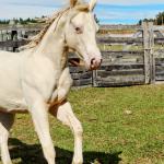 LOTE 004 - LADY SHINNING CHEX