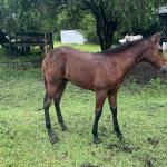 LOTE 019 - NOME A ESCOLHER (POCO MELODYS MG2)