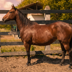 LOTE 015 - GRAY PEPPY WHIZ MG2