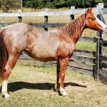 LOTE 006 - REYCIS GUNNER WHIZ