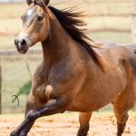 LOTE 001 - UNFORGETTABLE DUNIT