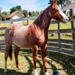 LOTE 006 - REYCIS GUNNER WHIZ