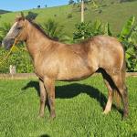 LOTE 012 - METALLICA PEPTO NC