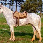 LOTE 009 - DANÇARINA DA ARKAFLA
