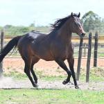 LOTE -100 - GRANITE LAKE MERRY (Venda de Cobertura)