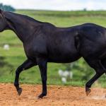 LOTE 005 - GRANITA DASH