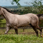 LOTE 002 - DON PRIMO ROXO FON