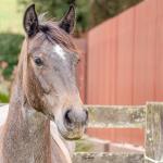 LOTE 006 - ROSA NEGRA DE SANTA CARMELITA