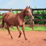 LOTE 017 - JACK FLYER