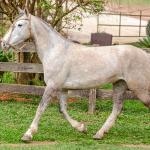 LOTE 004 - TACA CRIOLLA BIEN MANDADA