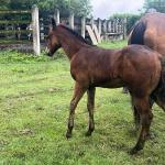 LOTE 021 - NOME A ESCOLHER (LENA DUAL HICK LCDP)