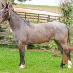 LOTE 006 - ROSA NEGRA DE SANTA CARMELITA