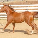 LOTE 015 - DINA ROOSTERS GUN