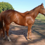 LOTE 011 - PERKS LADY GOLD