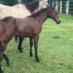 LOTE 019 - NOME A ESCOLHER (POCO MELODYS MG2)