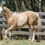 LOTE 014 - BLUE EYES FACE GUN