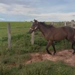 LOTE 006 - BELLA BULLET DOCTOR