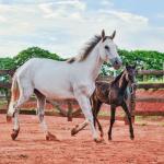 LOTE 010 - PEPITA TROUBLE JAY (3x1)