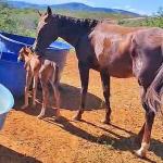 LOTE 004 - CRACKIN FOR YOU (3x1)