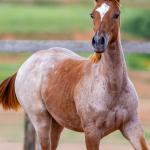 LOTE 003 - METALIC SOMEBODY WSR