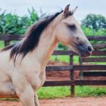 LOTE 011 - BOB DUN’IT MIME