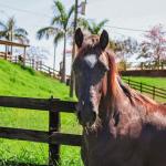 LOTE 005 - DOC S METALIC BAR TZ