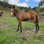 LOTE 014 - NOME A ESCOLHER (XUXA APOLO DOC)