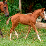 LOTE 016 - NOME A ESCOLHER (MONKEY GOTTA GUN)