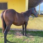 LOTE 011 - FLIKA APOLO DIEGO