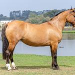 LOTE 005 - SAFIRA DA RIO BONITO