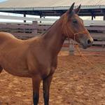 LOTE 001 - LFG MARRETA GUN