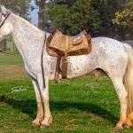 LOTE 009 - DANÇARINA DA ARKAFLA