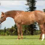 LOTE 013 - HI ON LINE NFA