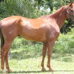 LOTE 007 - EMO DASH TOO