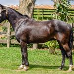 LOTE 012 - UTRILLO DO RINCÃO  DAS HORTÊNCIAS